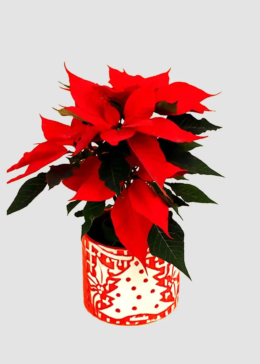 Nochebuena chica en maceta color rojo