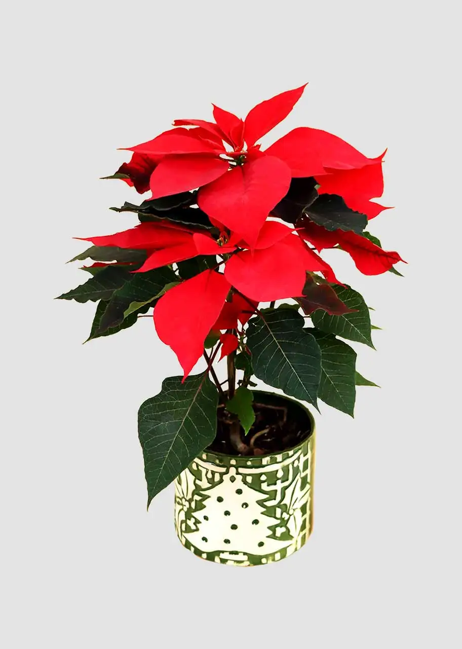 Nochebuena chica en maceta color verde