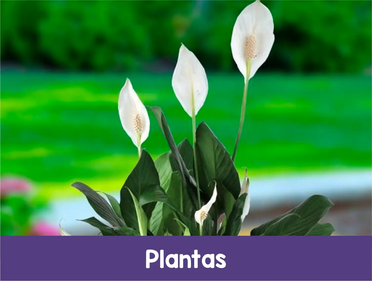 PLANTAS